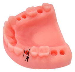 Dental Suture Practice Pad, Oral Surgery Model, photo 3